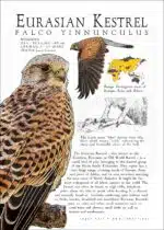 Infographic of a Eurasian or Common Kestrel