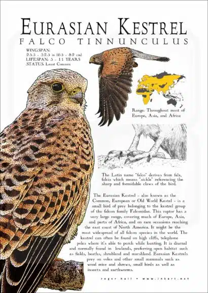 Infographic of a Eurasian or Common Kestrel