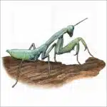 Australian Green Mantis illustration