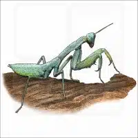 Australian Green Mantis illustration