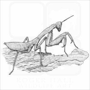 Australian Green Mantis black and white illustration