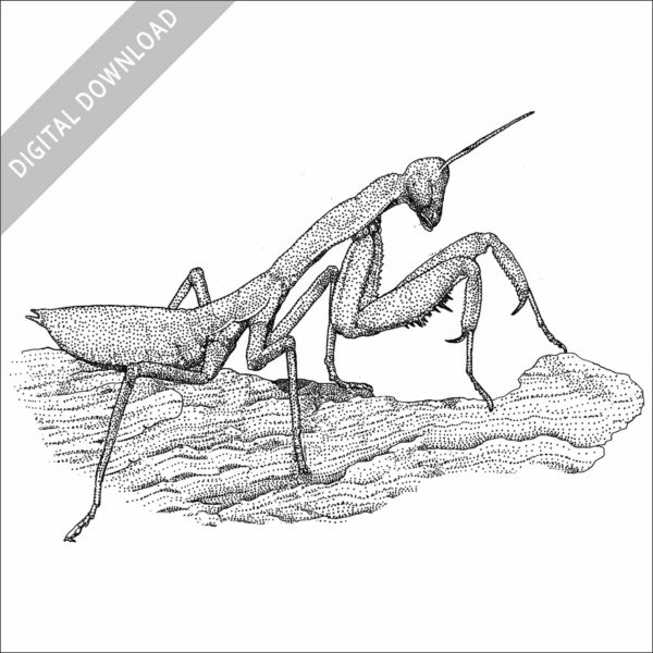 Australian Green Mantis black and white stock image