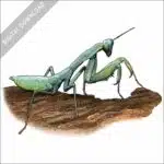 Australian Green Mantis stock art illustration
