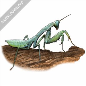 Australian Green Mantis stock art illustration