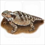 Greater Short-Horned Lizard illustration