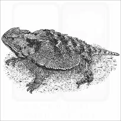 Greater Short-Horned Lizard black and white illustration