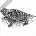 Greater Short-Horned Lizard black and white drawing
