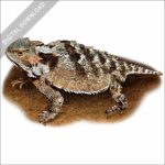 Greater Short-Horned Lizard illustration