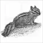 Least Chipmunk black and white illustration