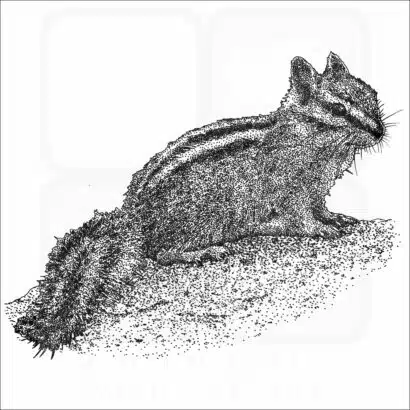 Least Chipmunk black and white illustration