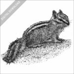 Least Chipmunk black and white stock drawing
