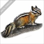 Least Chipmunk stock art image