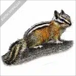 Least Chipmunk stock art image