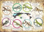 Mantis Species of the World poster print