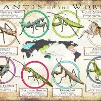 Mantis Species of the World poster print
