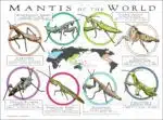 Mantis Species of the World poster print