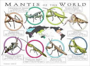 Mantis Species of the World poster print