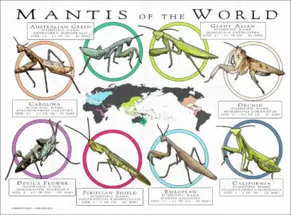 Mantis Species of the World poster print