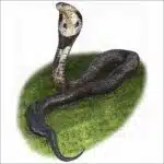 Monocled Cobra illustration