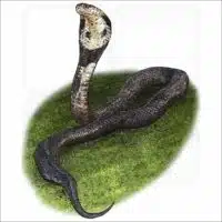 Monocled Cobra illustration