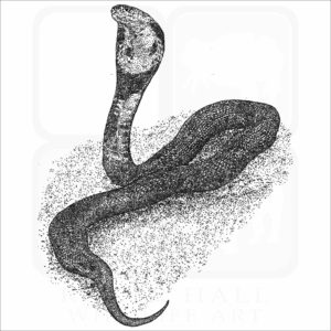 Monocled Cobra black and white drawing
