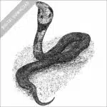 Monocled Cobra black and white stock image