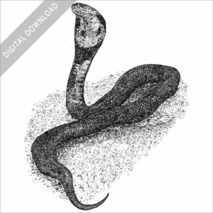 Monocled Cobra black and white stock image
