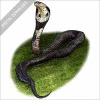 Stock art illustration of a Monocled Cobra