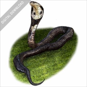 Stock art illustration of a Monocled Cobra