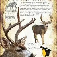 Mule Deer poster design