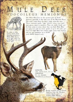 Mule Deer poster design