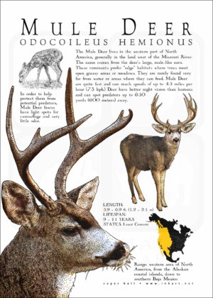 Poster design featuring the Mule Deer