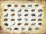 Official Reptiles of the United States poster print