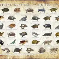 Official Reptiles of the United States poster print