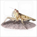 Orchid Mantis illustration