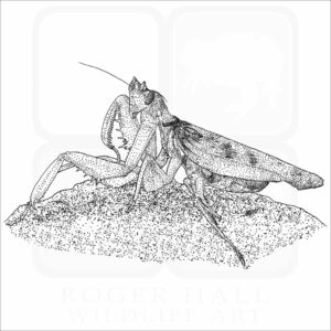 Orchid black and white drawing