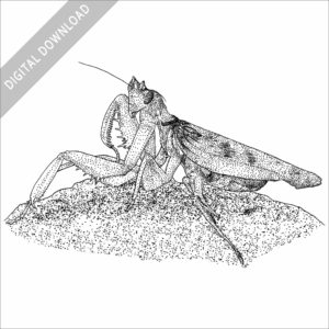 Orchid Mantis black and white stock image