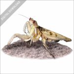 Orchid Mantis stock image