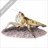 Orchid Mantis stock image