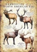 Subspecies of Northern American Elk poster print