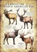 Subspecies of Northern American Elk poster print