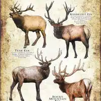 Subspecies of Northern American Elk poster print