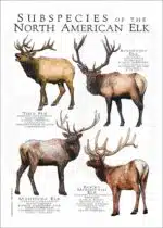 Subspecies of North American Elk poster