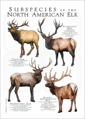 Subspecies of North American Elk poster