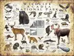 Wildlife of Acadia National Park poster