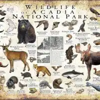 Wildlife of Acadia National Park poster