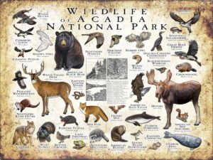 Wildlife of Acadia National Park poster