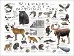 Wildlife of Acadia National Park