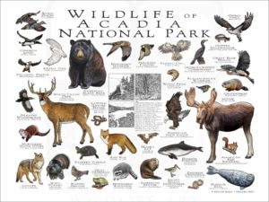 Wildlife of Acadia National Park