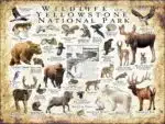 Wildlife of Yellowstone National Park poster print